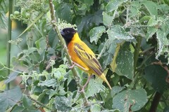 Ploceus melanocephalus