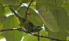 Psilopogon pyrolophus