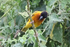 Ploceus melanocephalus