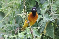 Ploceus melanocephalus