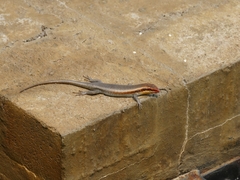 Trachylepis wahlbergii