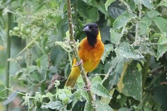 Ploceus melanocephalus