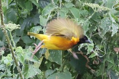 Ploceus melanocephalus