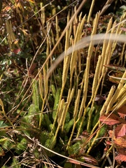 Lycopodium
