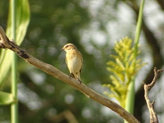 Saxicola rubetra