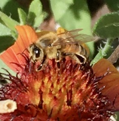 Apis mellifera