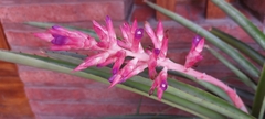 Aechmea distichantha