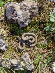 Hierophis viridiflavus carbonarius