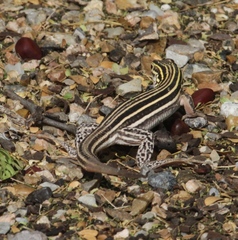 Aspidoscelis laredoensis