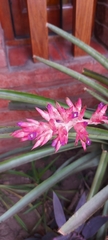 Aechmea distichantha