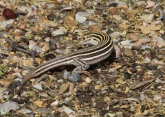 Aspidoscelis laredoensis