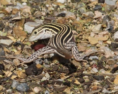 Aspidoscelis laredoensis