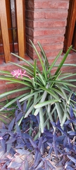 Aechmea distichantha