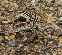 Aspidoscelis laredoensis