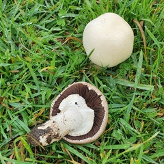 Agaricus osecanus