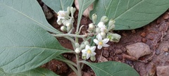 Solanum bicolor