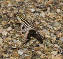 Aspidoscelis laredoensis