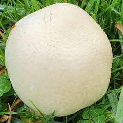 Agaricus osecanus