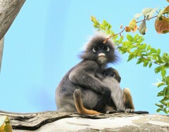 Trachypithecus obscurus