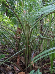 Elaeis guineensis