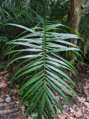 Elaeis guineensis