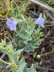 Lobostemon fruticosus