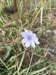 Cichorium