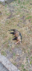 Didelphis albiventris