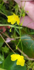 Utricularia striata