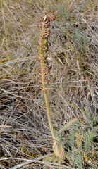 Orchis anthropophora