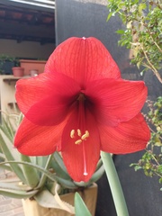 Hippeastrum hybridum
