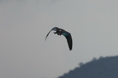 Sarkidiornis melanotos