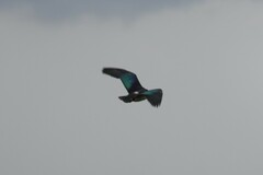 Sarkidiornis melanotos