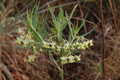 Gomphocarpus