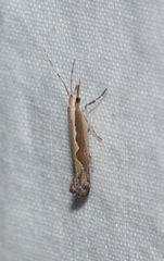 Plutella xylostella-australiana