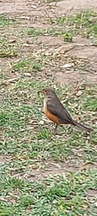 Turdus rufiventris