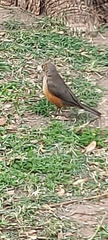 Turdus rufiventris