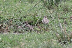 Charadrius pecuarius