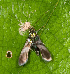 Gelechiidae