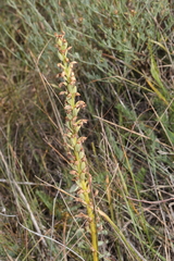Orchis anthropophora