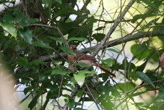 Cardinalis cardinalis