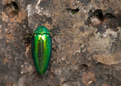 Sternocera aequisignata