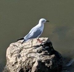 Chroicocephalus ridibundus