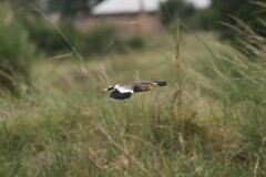 Vanellus senegallus