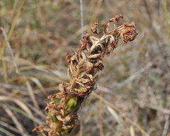 Orchis anthropophora