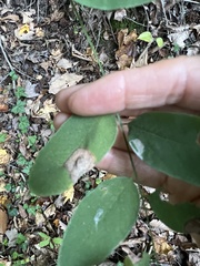 Macrosaccus robiniella