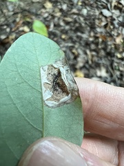 Macrosaccus robiniella
