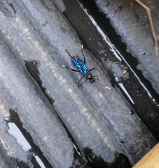 Dotocryptus pedisequus