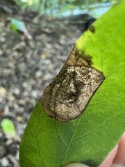 Macrosaccus robiniella