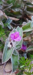 Tradescantia sillamontana